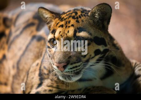 Wolkenleopard (Neofelis nebulosa) Wildkatze aus dem Himalaya Südostasien China. Sehr süße mittelgroße gepunktete Katze im Detail. Wild beibehalten Stockfoto