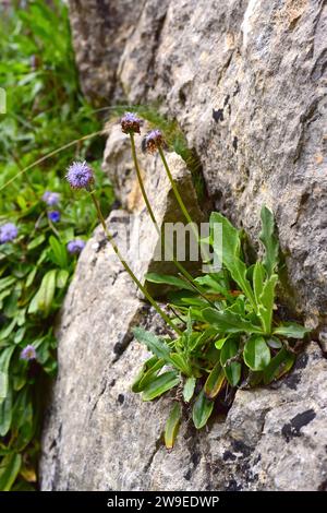 Herz-leaved Globus Gänseblümchen (Globularia cordifolia) ist ein mehrjähriges Kraut, das in zentralen und südlichen Bergen Europas und der Türkei beheimatet ist. Dieses Foto wurde aufgenommen Stockfoto