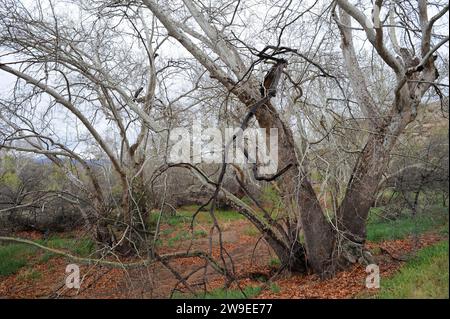 Platanus wrightii ist ein Laubbaum, der im Südwesten der USA und im Nordwesten Mexikos beheimatet ist. Dieses Foto wurde im Schloss Montezuma aufgenommen Stockfoto