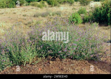 Plumbago europaea (Plumbago europaea) ist ein Unterstrauch, der im Maditerranen Becken und Zentralasien beheimatet ist. Dieses Foto wurde in der Provinz Soria in Castilla-Leo aufgenommen Stockfoto