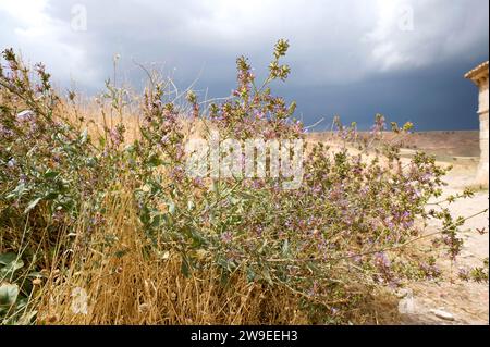 Plumbago europaea (Plumbago europaea) ist ein Unterstrauch, der im Maditerranen Becken und Zentralasien beheimatet ist. Dieses Foto wurde in der Provinz Soria in Castilla-Leo aufgenommen Stockfoto