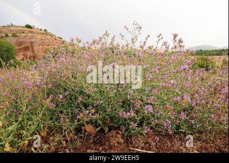 Plumbago europaea (Plumbago europaea) ist ein Unterstrauch, der im Maditerranen Becken und Zentralasien beheimatet ist. Dieses Foto wurde in der Provinz Soria in Castilla-Leo aufgenommen Stockfoto