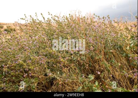 Plumbago europaea (Plumbago europaea) ist ein Unterstrauch, der im Maditerranen Becken und Zentralasien beheimatet ist. Dieses Foto wurde in der Provinz Soria in Castilla-Leo aufgenommen Stockfoto