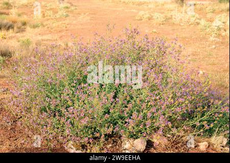 Plumbago europaea (Plumbago europaea) ist ein Unterstrauch, der im Maditerranen Becken und Zentralasien beheimatet ist. Dieses Foto wurde in der Provinz Soria in Castilla-Leo aufgenommen Stockfoto