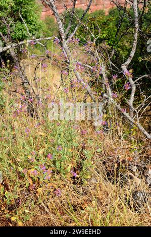 Plumbago europaea (Plumbago europaea) ist ein Unterstrauch, der im Maditerranen Becken und Zentralasien beheimatet ist. Dieses Foto wurde in der Provinz Soria in Castilla-Leo aufgenommen Stockfoto