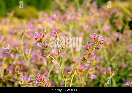 Plumbago europaea (Plumbago europaea) ist ein Unterstrauch, der im Maditerranen Becken und Zentralasien beheimatet ist. Blumendetail. Dieses Foto wurde in Soria Provin aufgenommen Stockfoto