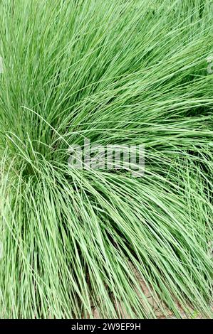 Big Bluestem (Andropogon gerardii) ist ein mehrjähriges Kraut aus Nordamerika. Stockfoto