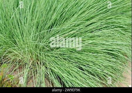 Big Bluestem (Andropogon gerardii) ist ein mehrjähriges Kraut aus Nordamerika. Stockfoto