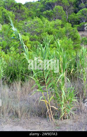 Riesenrohr, Riesenrohr oder Wildrohr (Arundo donax) ist ein ausdauerndes Gras, das im Mittelmeerbecken beheimatet ist. Hinter Aleppo-Kiefer (Pinus halepensis). Dieses Pho Stockfoto