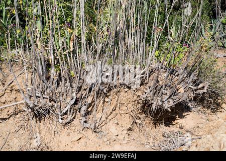 Riesenrohr, Riesenrohr oder Wildrohr (Arundo donax) ist ein ausdauerndes Gras, das im Mittelmeerbecken beheimatet ist. Rhizome-Detail. Dieses Foto wurde in Cap Ra aufgenommen Stockfoto