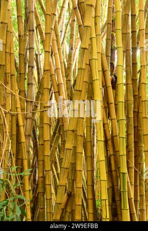 Gemalter Bambus (Bambusa vulgaris vittata) ist eine mehrjährige Gras aus Indochina, aber in anderen tropischen Regionen eingebürgert. Dieses Foto wurde aufgenommen in Stockfoto