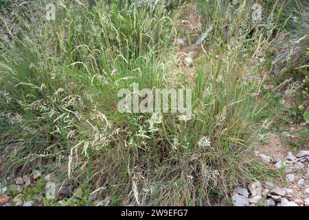 Festuca liviensis oder Festuca ovina liviensis ist eine mehrjährige Pflanze, die in den Pyrenäen endemisch ist. Stockfoto