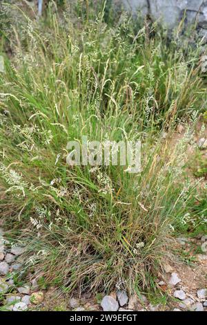 Festuca liviensis oder Festuca ovina liviensis ist eine mehrjährige Pflanze, die in den Pyrenäen endemisch ist. Stockfoto