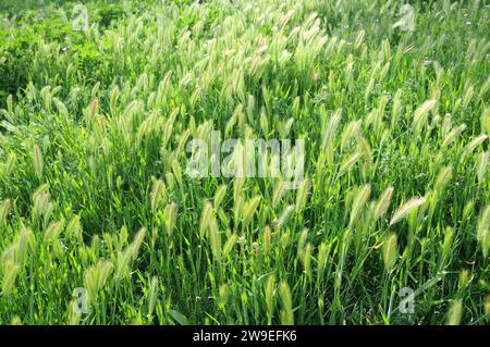 Die Falschgerste (Hordeum murinum) ist ein in Europa, Nordafrika, Nordamerika und Asien einheimisches Kraut. Dieses Foto wurde in Barcel aufgenommen Stockfoto