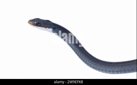 Coluber constrictor priapus ist eine der häufigsten Schlangenarten im Südosten der Vereinigten Staaten Stockfoto