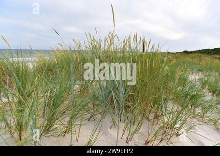 Blaues lyme-Gras (Leymus arenarius oder Elymus arenarius) ist ein mehrjähriges Kraut, das in West-Nordeuropa beheimatet ist. Dieses Foto wurde in Sand aufgenommen Stockfoto