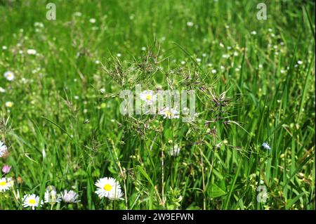 Bulbous Bluegrass (Poa bulbosa) ist ein jährlich oder ausdauerndes viviparäres Kraut, das in Europa, Nordafrika und Asien beheimatet ist. Dieses Foto wurde in Leon Provin aufgenommen Stockfoto