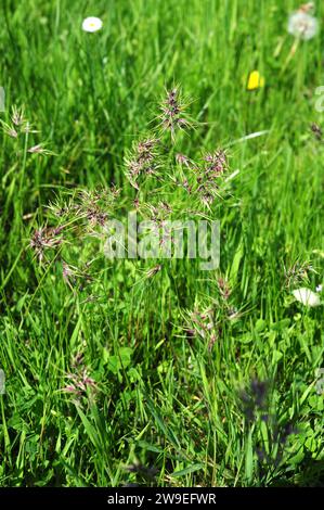 Bulbous Bluegrass (Poa bulbosa) ist ein jährlich oder ausdauerndes viviparäres Kraut, das in Europa, Nordafrika und Asien beheimatet ist. Dieses Foto wurde in Leon Provin aufgenommen Stockfoto