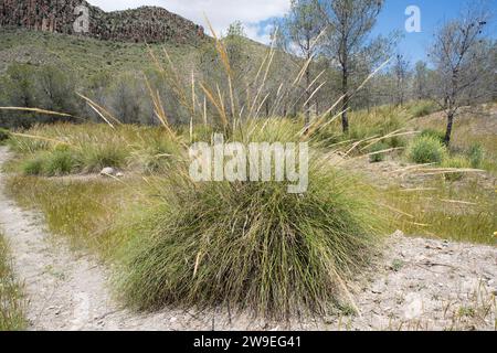 Esparto (Stipa tenacissima) ist ein ausdauerndes Kraut, das auf der Südiberischen Halbinsel und Nordafrika endemisch ist. Stellt eine Faser her, die zur Herstellung von Korbwaren und verwendet wird Stockfoto