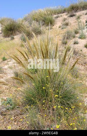 Esparto (Stipa tenacissima) ist ein ausdauerndes Kraut, das auf der Südiberischen Halbinsel und Nordafrika endemisch ist. Stellt eine Faser her, die zur Herstellung von Korbwaren und verwendet wird Stockfoto