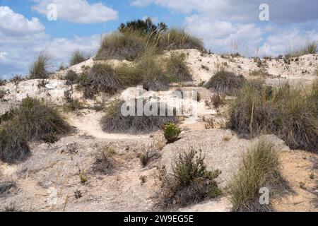 Esparto (Stipa tenacissima) ist ein ausdauerndes Kraut, das auf der Südiberischen Halbinsel und Nordafrika endemisch ist. Stellt eine Faser her, die zur Herstellung von Korbwaren und verwendet wird Stockfoto