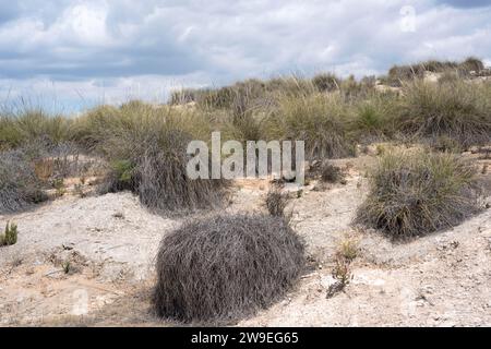 Esparto (Stipa tenacissima) ist ein ausdauerndes Kraut, das auf der Südiberischen Halbinsel und Nordafrika endemisch ist. Stellt eine Faser her, die zur Herstellung von Korbwaren und verwendet wird Stockfoto