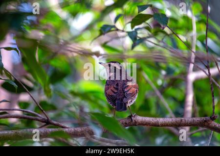 Die elegante Dusky Thrush, Turdus Eunomus, schmückt asiatische Wälder mit ihrem dezenten Charme. Dieser wandernde singvogel ist in dunklen Tönen getaucht und verleiht ihm eine dezente Note Stockfoto