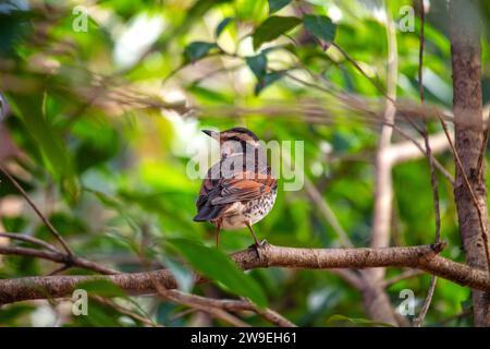 Die elegante Dusky Thrush, Turdus Eunomus, schmückt asiatische Wälder mit ihrem dezenten Charme. Dieser wandernde singvogel ist in dunklen Tönen getaucht und verleiht ihm eine dezente Note Stockfoto