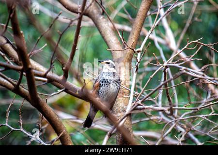 Die elegante Dusky Thrush, Turdus Eunomus, schmückt asiatische Wälder mit ihrem dezenten Charme. Dieser wandernde singvogel ist in dunklen Tönen getaucht und verleiht ihm eine dezente Note Stockfoto