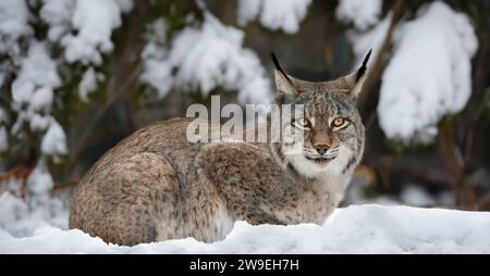 Eine Nahaufnahme eines Luchses, der in tiefem Schnee im Wald liegt und in die Kamera blickt, horizontal Stockfoto