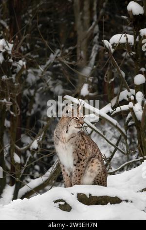 Ein Luchse sitzt im Schnee im Wald und schaut zur Seite, vertikal Stockfoto