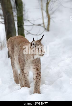Ein Luchse, der durch tiefen Schnee im Wald läuft und zur Seite schaut, vertikal Stockfoto