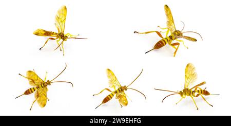 Erwachsene weibliche Ichneumon Wasp Neotheronia bicincta floridana - mit langem Ovipositor isoliert auf weißem Hintergrund. Orange und Gelb mit schwarzen s Stockfoto