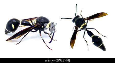 Fraternal Potter Wasp – Eumenes fraternus – baut aus Schlamm einen Miniaturtopf, in den er ein Ei legt und eine lebende raupe legt. Die Larve ernährt sich o Stockfoto