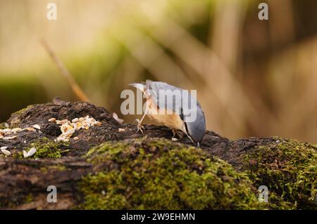 Eurasian Nuthatch (oder Sitta europaea) im RSPB Leighton Moss ist ein Naturschutzgebiet in Lancashire, England, Großbritannien Stockfoto