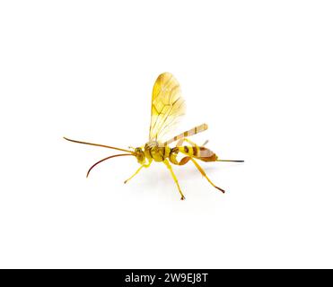 Erwachsene weibliche Ichneumon Wasp Neotheronia bicincta floridana - mit langem Ovipositor isoliert auf weißem Hintergrund. Orange und Gelb mit schwarzen s Stockfoto