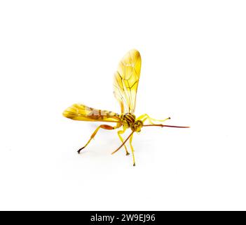 Erwachsene weibliche Ichneumon Wasp Neotheronia bicincta floridana - mit langem Ovipositor isoliert auf weißem Hintergrund. Orange und Gelb mit schwarzen s Stockfoto