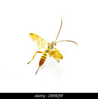 Erwachsene weibliche Ichneumon Wasp Neotheronia bicincta floridana - mit langem Ovipositor isoliert auf weißem Hintergrund. Orange und Gelb mit schwarzen s Stockfoto