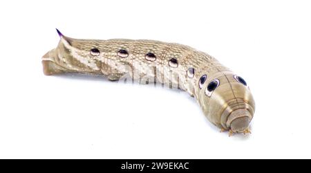 Tersa Sphinx Falkenmotte raupe - Xylophanes tersa - braune Färbung mit dunklen Augenflecken mit blauen lila Farben. Rückenhorn auf der Rückseite. Isoliert Stockfoto