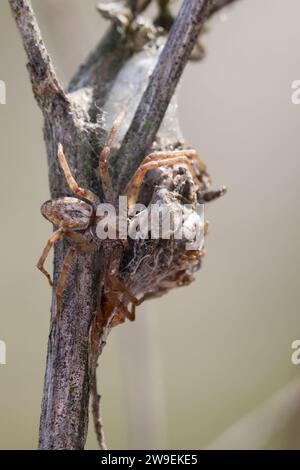 Goldfarbige Laufspinne, Laufspinne, Flachstrecker, Weibchen, Philodromus vgl. aureolus, Philodromide Krabbenspinne, Wanderkrabbenspinne, Weibchen, Laufspi Stockfoto