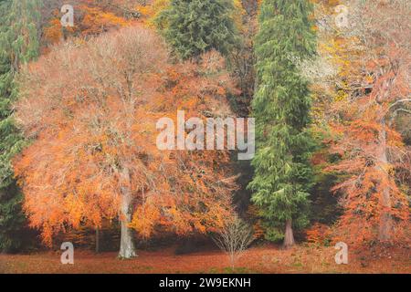 Leuchtende Herbstfarben in einem Waldgebiet in der Nähe von Dunkeld, Perthshire, Schottland, Großbritannien. Stockfoto