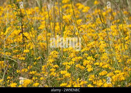 Nahaufnahme von Viburnum Opulus Compactum, allgemein bekannt als „Kompaktgelderrose“ Stockfoto