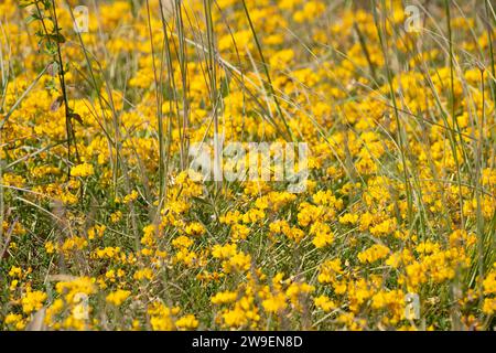 Nahaufnahme von Viburnum Opulus Compactum, allgemein bekannt als „Kompaktgelderrose“ Stockfoto