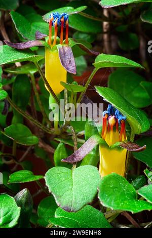 Creeping fuchsia (Fuchsia procumbens), Onagraceae. Neuseeländischer kleiner Strauß, auch Kletterfuchsie oder zurücklaufende Fuchsie genannt. Gelbe Blume. Stockfoto