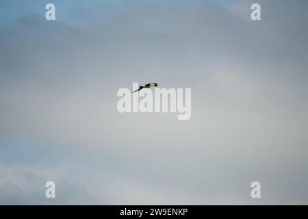 Eine Heringsmöwe (Larus argentatus) im Flug unter einem grauen Wolkenhimmel Stockfoto