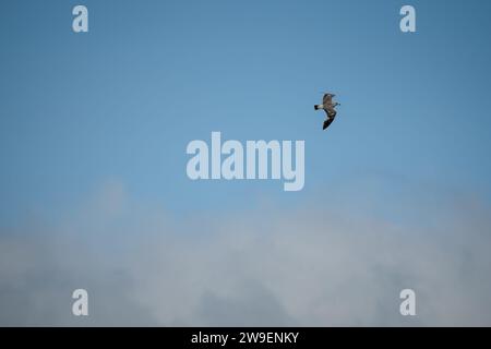 Eine Heringsmöwe (Larus argentatus) im Flug unter einem grauen Wolkenhimmel Stockfoto