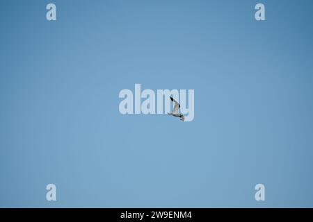 Eine Heringsmöwe (Larus argentatus) im Flug unter einem grauen Wolkenhimmel Stockfoto