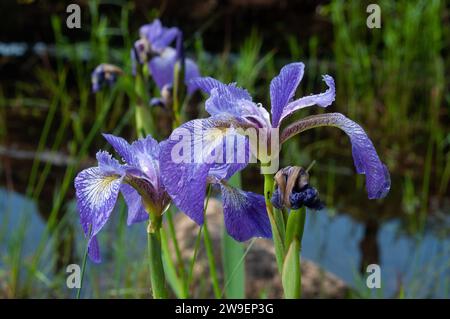 Blue Flag Iris (Iris versicolor) wächst neben einem Teich im Adirondack Forest Preserve im Bundesstaat New York Stockfoto