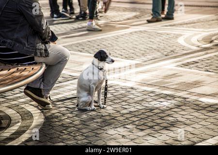 Ein kleiner schwarz-weißer, glatthaariger Hund sitzt neben den Füßen seines Besitzers im Park Stockfoto