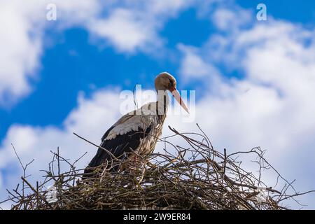 Störche, die in den Frühlingsmonaten zu ihren Nestern zurückkehren, Nest von zwei Störchen vor blauem Himmel Stockfoto